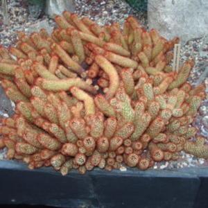 Ladyfinger Cactus in deep tray in Volunteer park conservitory Sea