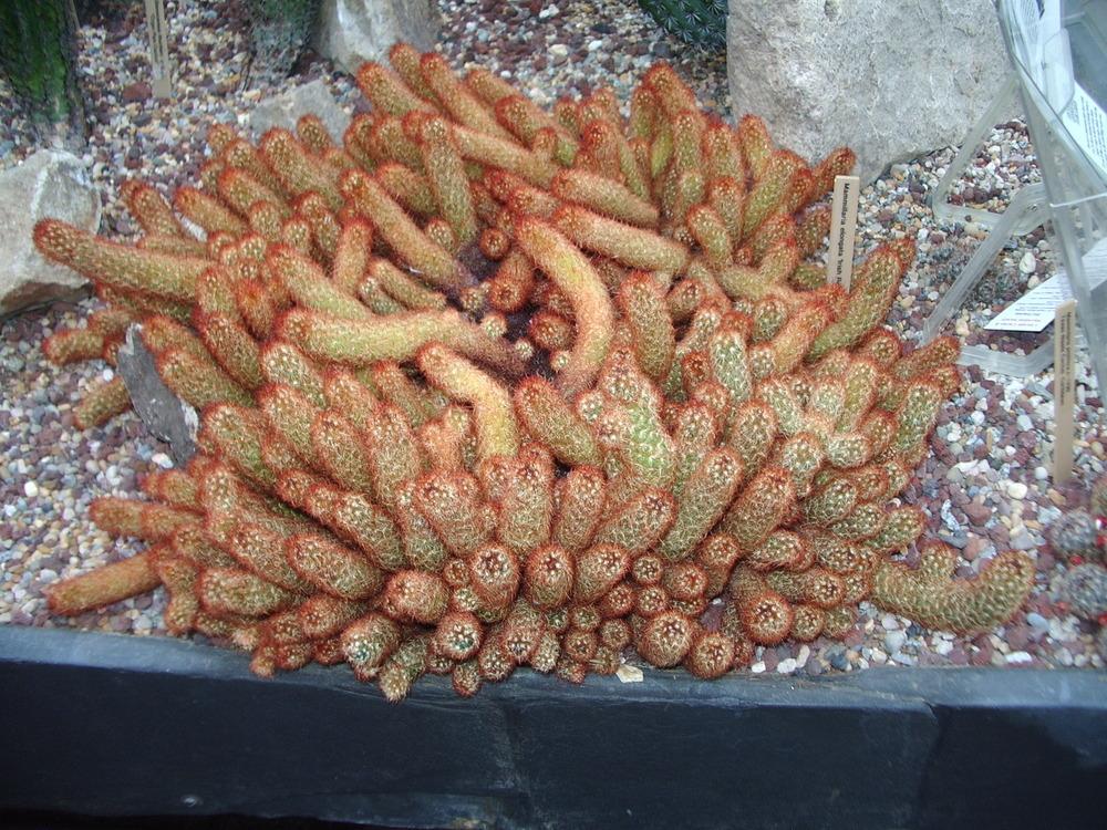 Photo of Ladyfinger Cactus (Mammillaria elongata 'Irish Red') uploaded by a2b1c3