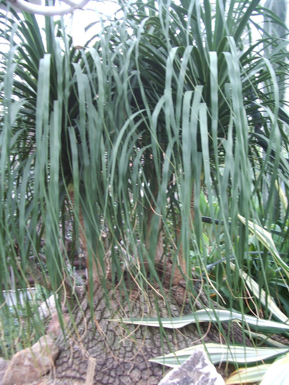 Photo of Ponytail Palm (Beaucarnea recurvata) uploaded by a2b1c3