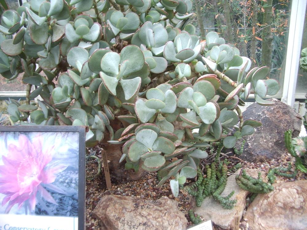 Photo of Silver Jade (Crassula arborescens) uploaded by a2b1c3