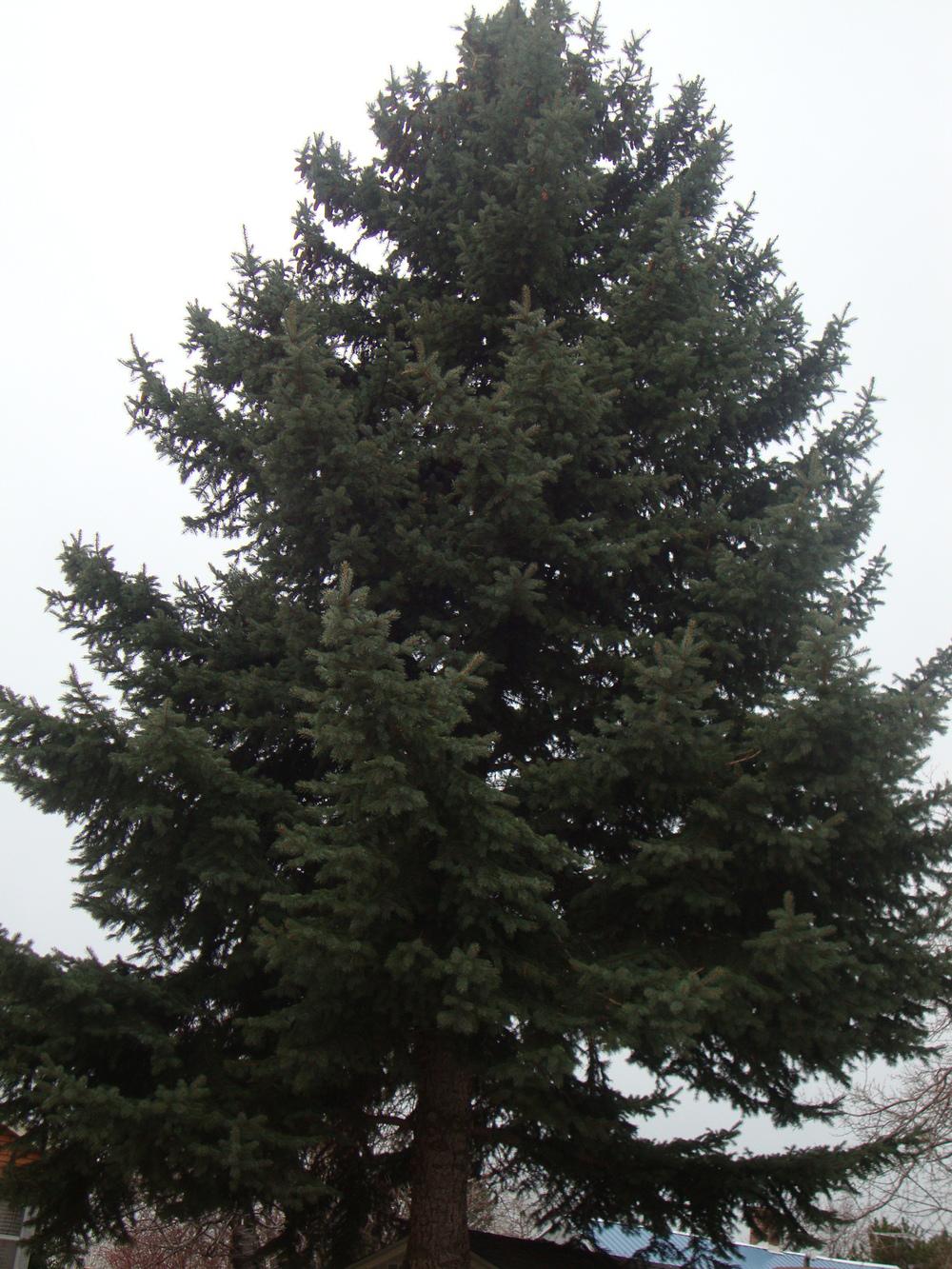 Photo of Colorado Blue Spruce (Picea pungens) uploaded by Paul2032