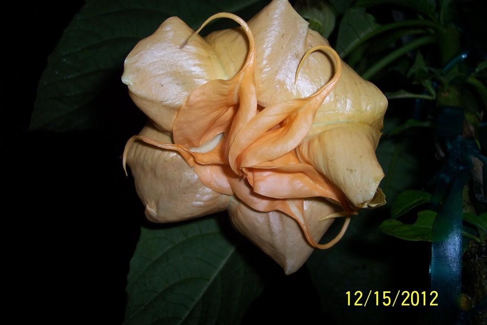 Photo of Angel Trumpet (Brugmansia 'Miss October') uploaded by WilliamByrd