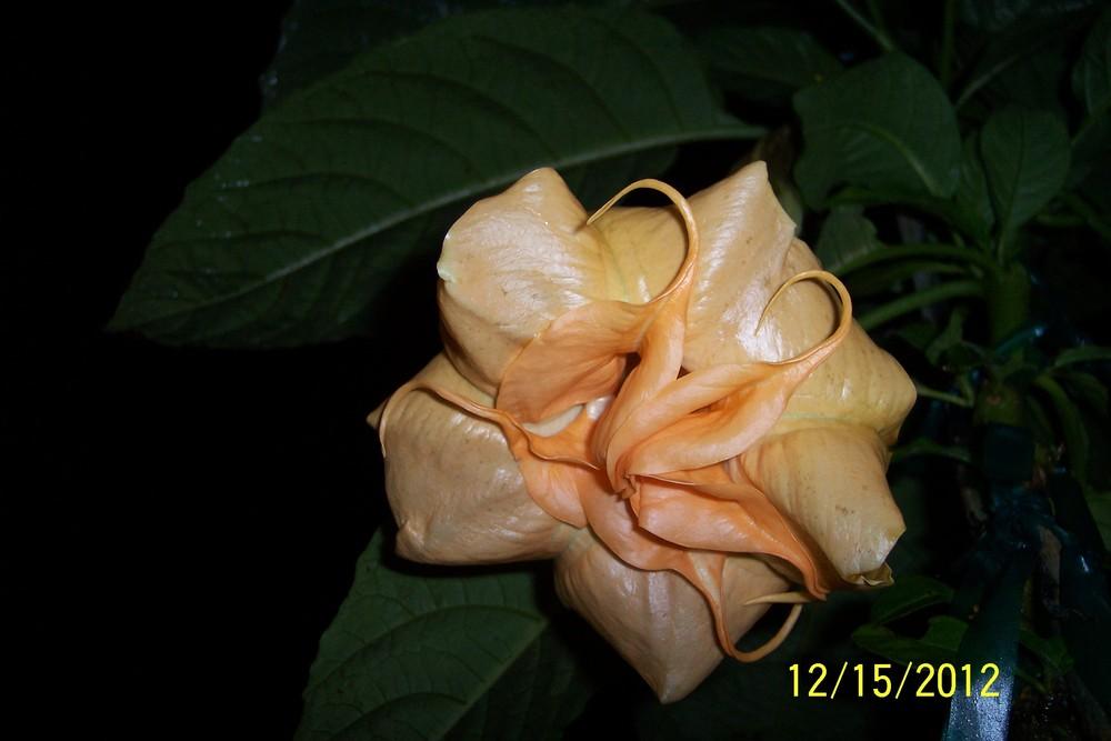 Photo of Angel Trumpet (Brugmansia 'Miss October') uploaded by WilliamByrd