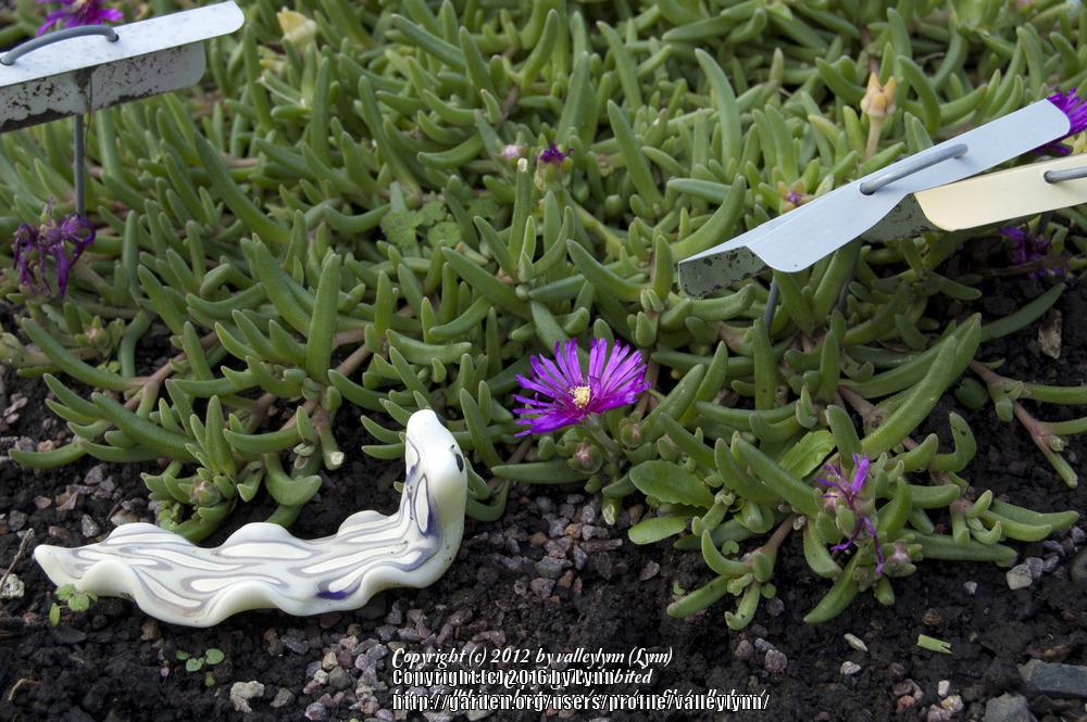 Photo of Ice Plant (Delosperma cooperi) uploaded by valleylynn