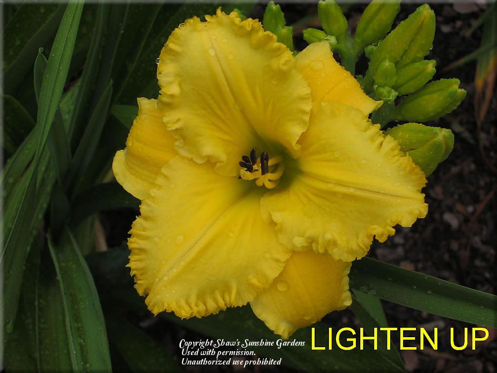 Photo of Daylily (Hemerocallis 'Lighten Up') uploaded by vic