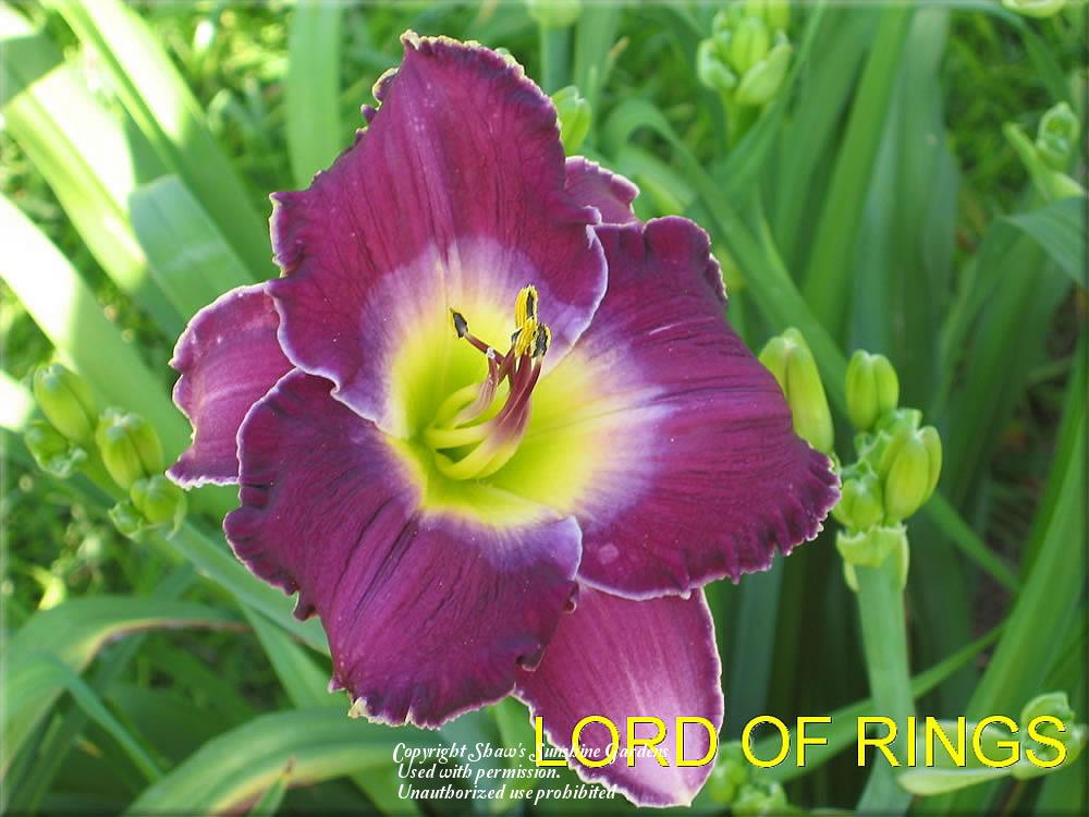 Photo of Daylily (Hemerocallis 'Lord of Rings') uploaded by vic