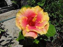 Photo of Tropical Hibiscus (Hibiscus rosa-sinensis 'Bienvenue') uploaded by OldGardener