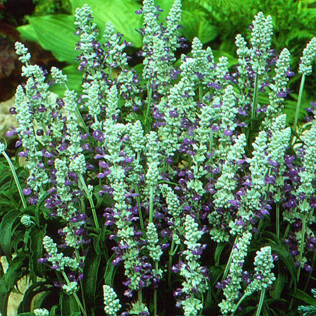 Photo of Mealy Cup Sage (Salvia farinacea 'Strata') uploaded by SongofJoy