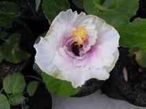 Photo of Tropical Hibiscus (Hibiscus rosa-sinensis 'C'est Bon') uploaded by OldGardener