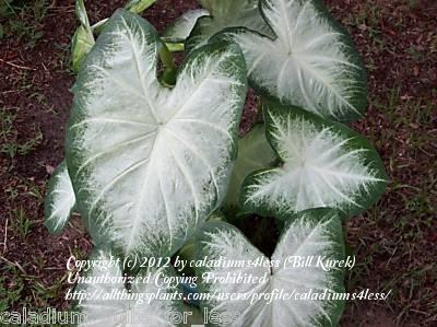 Photo of Fancy-leaf Caladium (Caladium 'Aaron') uploaded by caladiums4less