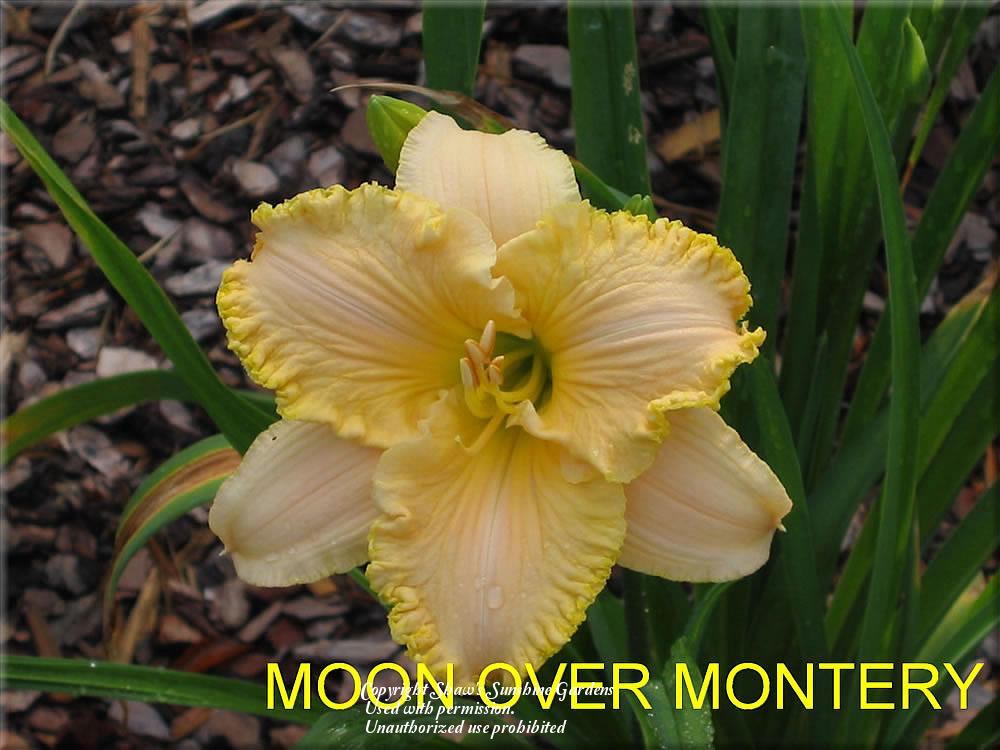 Photo of Daylily (Hemerocallis 'Moon Over Monteray') uploaded by vic