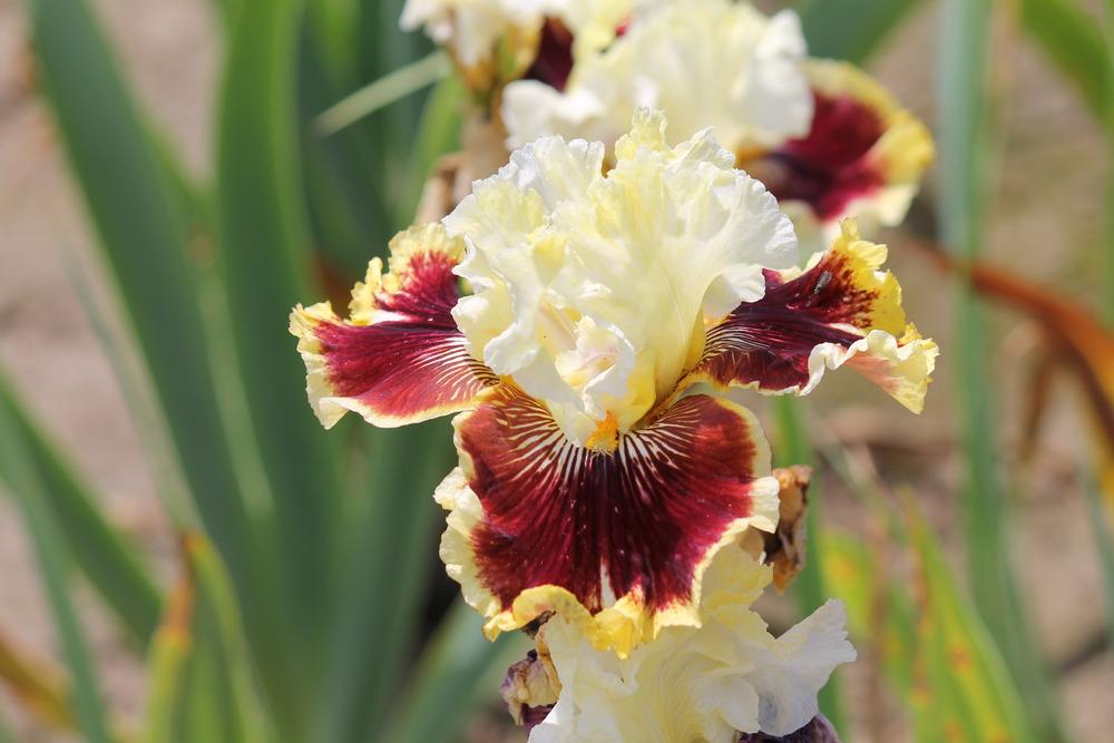 Photo of Tall Bearded Iris (Iris 'Rogue Trader') uploaded by ARUBA1334