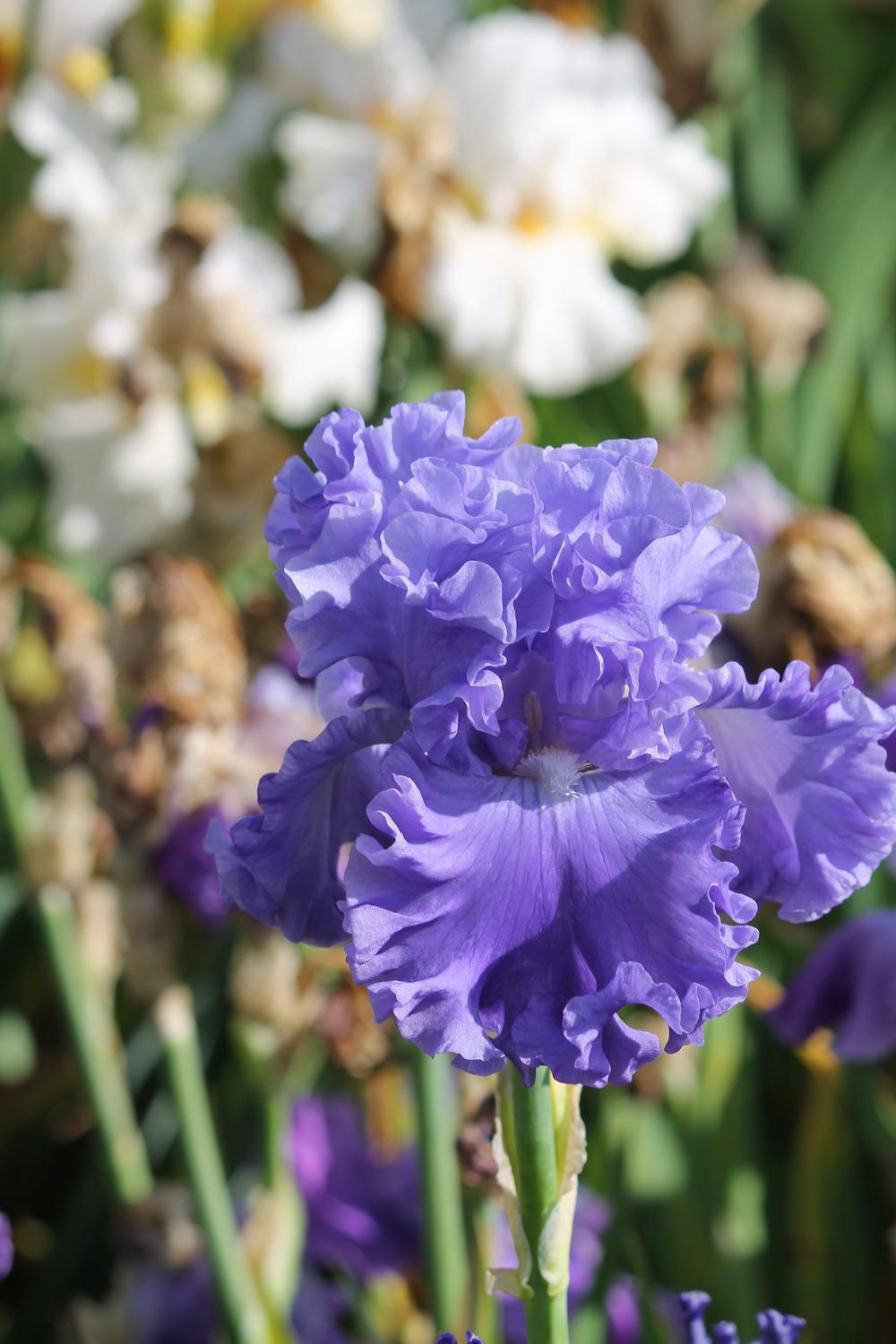 Photo of Tall Bearded Iris (Iris 'Lynette Blue') uploaded by ARUBA1334