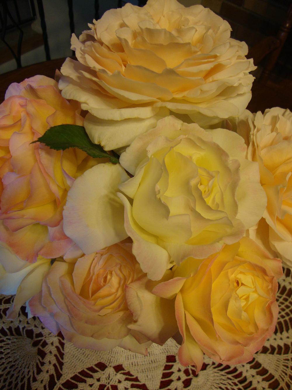 Photo of Roses (Rosa) uploaded by Paul2032