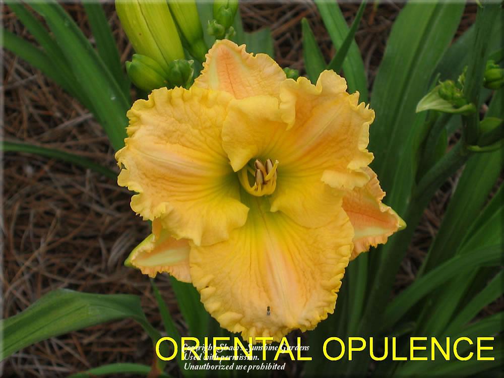 Photo of Daylily (Hemerocallis 'Oriental Opulence') uploaded by vic