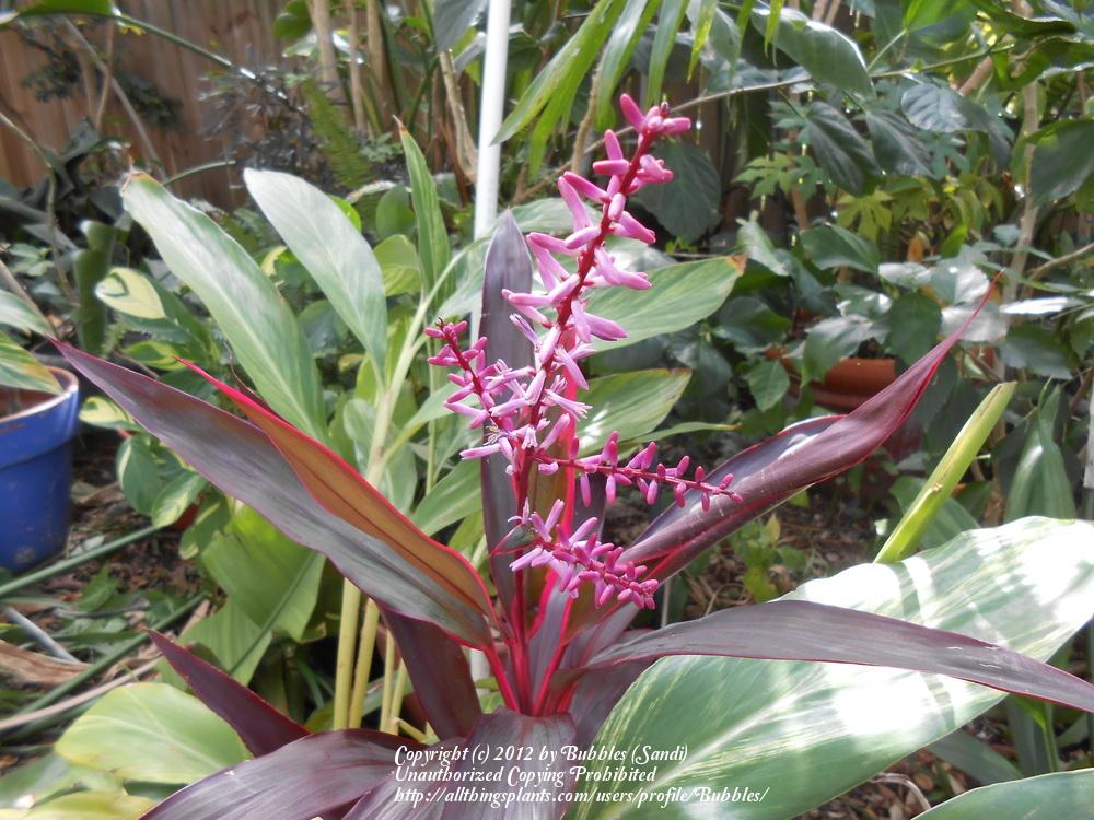 Photo of Ti Plant (Cordyline fruticosa 'Red Sister') uploaded by Bubbles