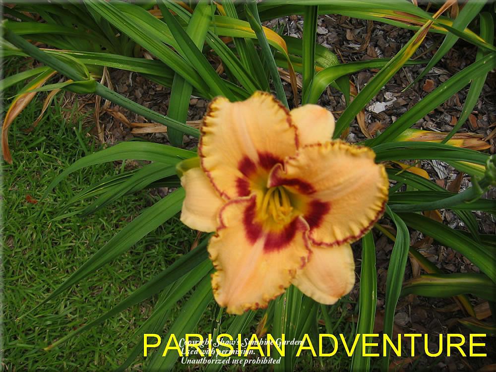 Photo of Daylily (Hemerocallis 'Parisian Adventure') uploaded by vic