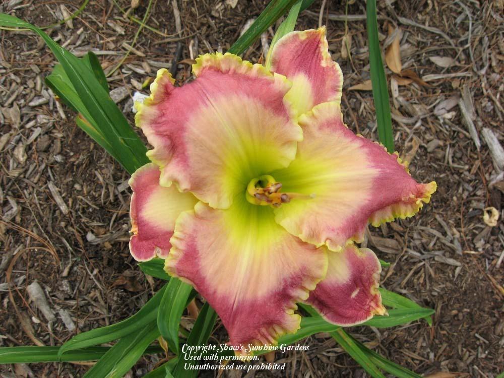 Photo of Daylily (Hemerocallis 'Picture in Picture') uploaded by vic