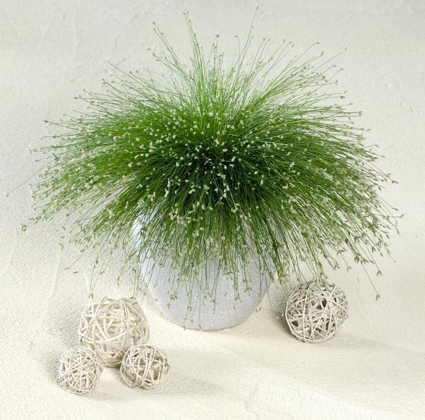 Photo of Fiber Optic Grass (Isolepis cernua) uploaded by SongofJoy
