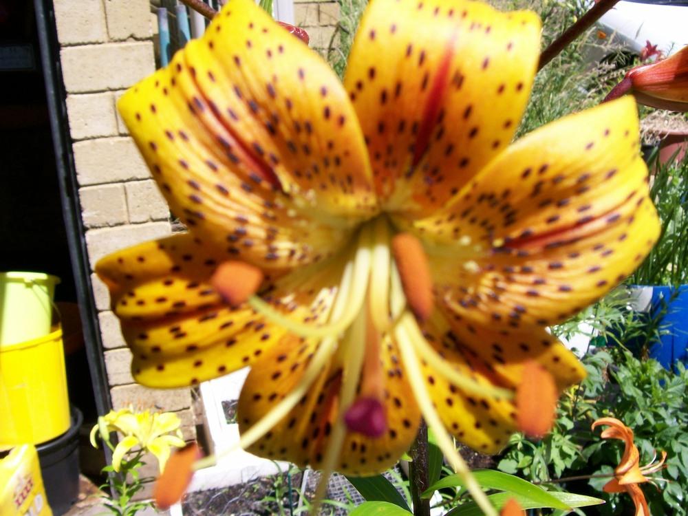 Photo of Lily (Lilium 'Grenadier [Kline]') uploaded by gwhizz