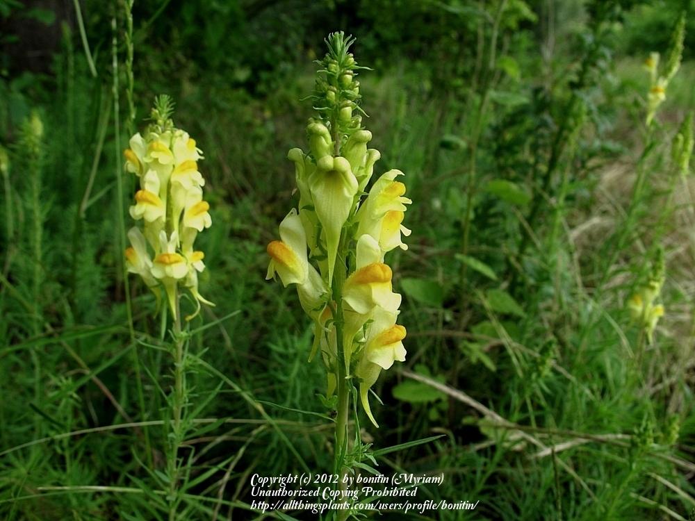 Photo of Butter And Eggs (Linaria vulgaris) uploaded by bonitin