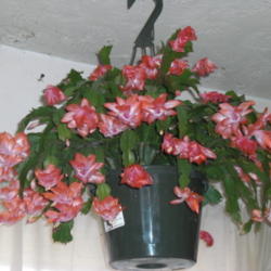 Location: Ceiling above kitchen window,Front Royal,Va
Date: 2012-12-14
Almost full bloom