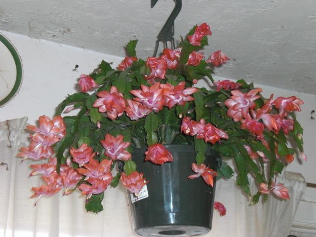 Photo of Holiday Cactus (Schlumbergera 'Beach Dancer') uploaded by Cahac