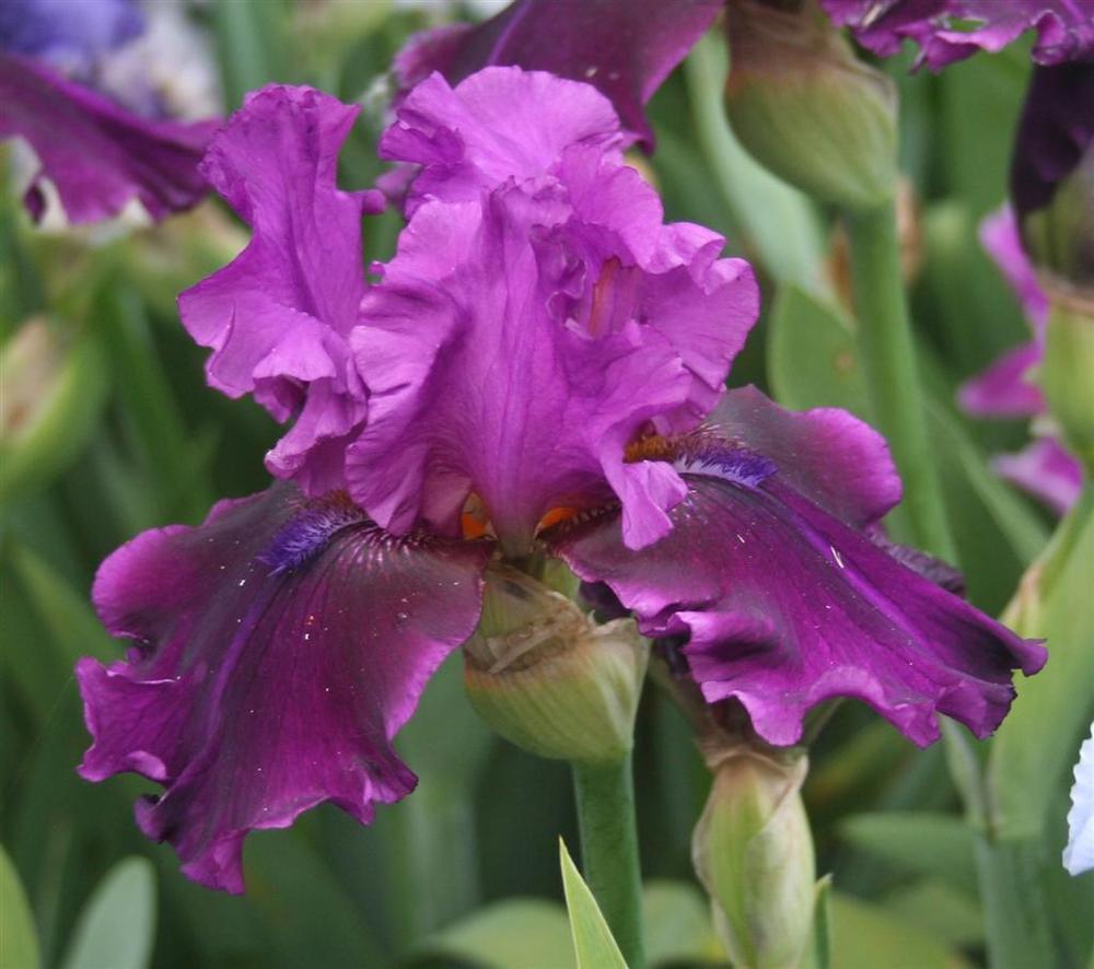 Photo of Tall Bearded Iris (Iris 'Purple Serenade') uploaded by KentPfeiffer