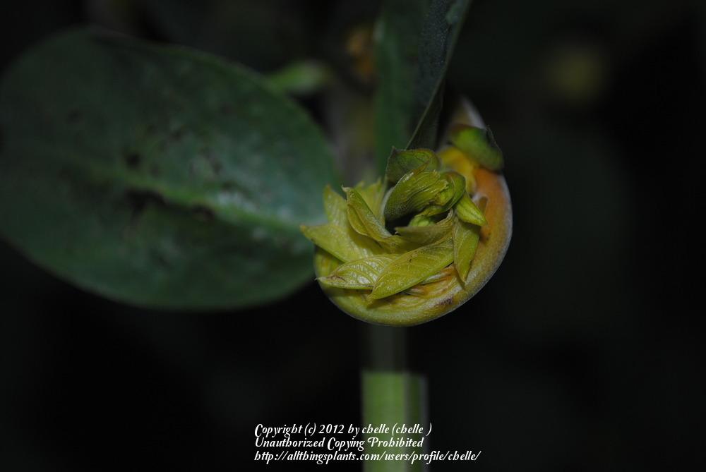Photo of Candletree (Senna alata) uploaded by chelle