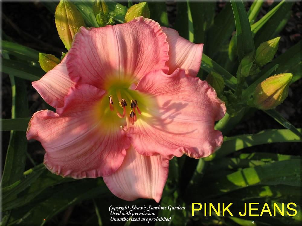 Photo of Daylily (Hemerocallis 'Pink Jeans') uploaded by vic