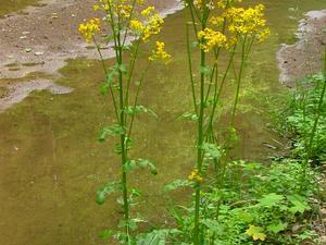 Photo of Butterweed (Packera glabella) uploaded by SongofJoy