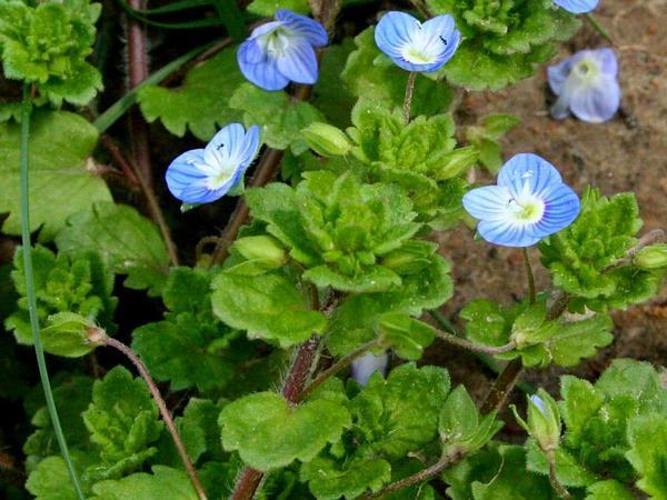 Photo of Persian Speedwell (Veronica persica) uploaded by SongofJoy