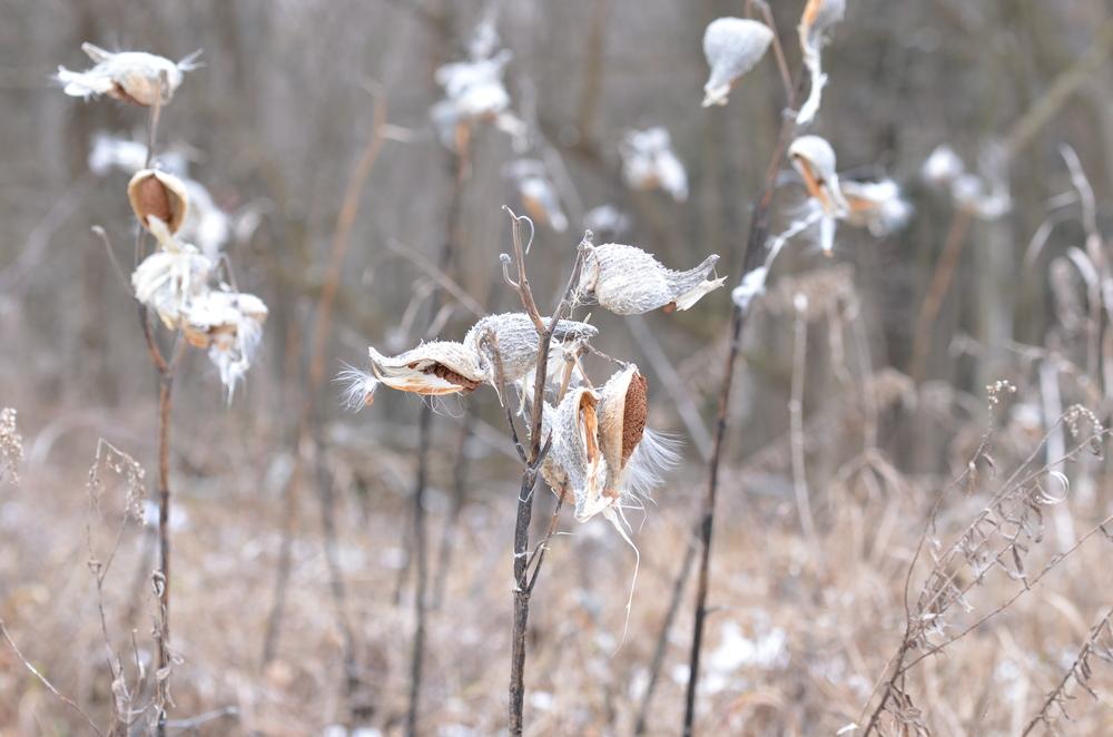Photo of Common Milkweed (Asclepias syriaca) uploaded by Anne