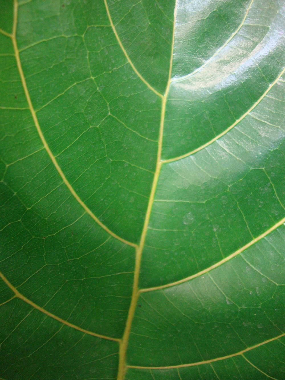 Photo of Fiddle Leaf Fig (Ficus lyrata) uploaded by Paul2032
