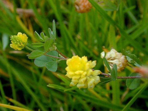 Photo of Lesser Yellow Trefoil (Trifolium dubium) uploaded by SongofJoy