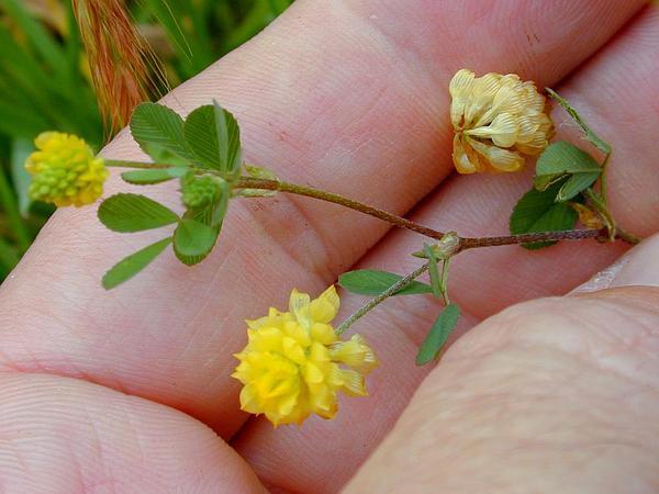 Photo of Lesser Yellow Trefoil (Trifolium dubium) uploaded by SongofJoy