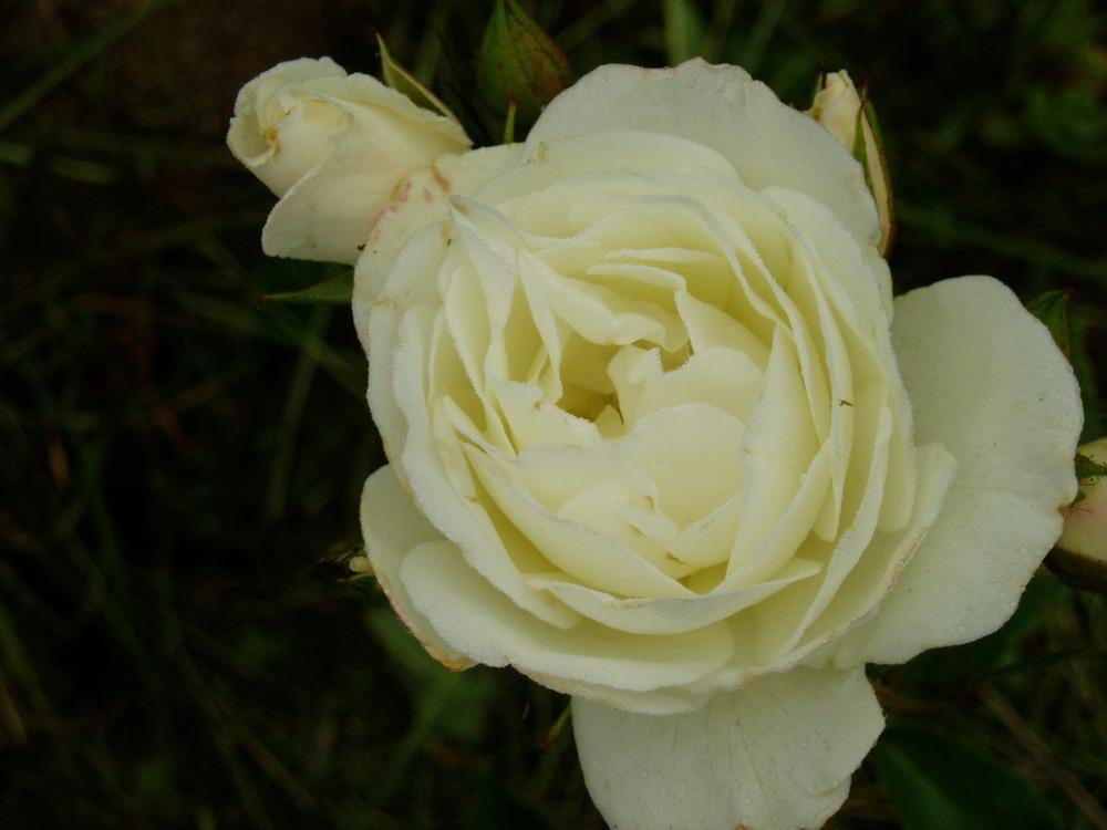 Photo of Rose (Rosa 'Spanish Sun') uploaded by Bonehead