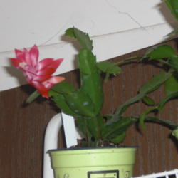 Location: ,Front Royal,Va
Date: 2012-11-08
This is plant i have for trade or sale
