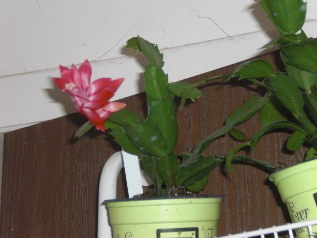 Photo of Thanksgiving Cactus (Schlumbergera truncata 'Zaraika') uploaded by Cahac