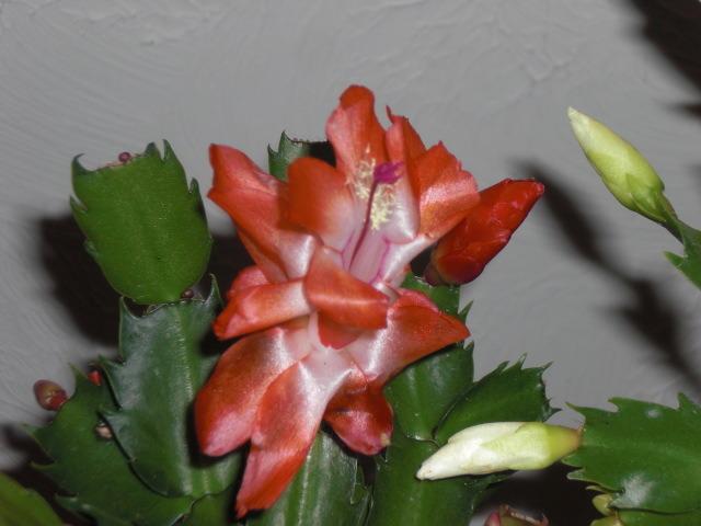 Photo of Thanksgiving Cactus (Schlumbergera truncata 'Sunset Dancer') uploaded by Cahac