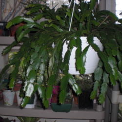Location: ,Front Royal,Va
Date: 2012-10-10.
This is my 3 yr old plant started from 8 2 & 3  segment cuttings-