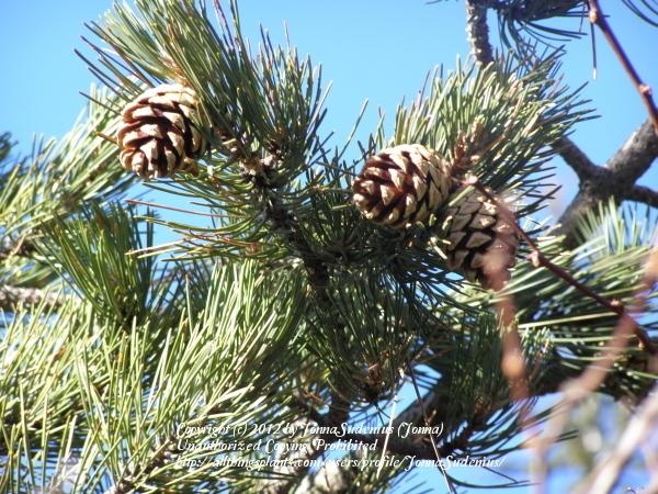 Photo of Austrian Pine (Pinus nigra) uploaded by JonnaSudenius