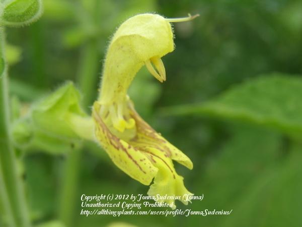 Photo of Sticky Sage (Salvia glutinosa) uploaded by JonnaSudenius