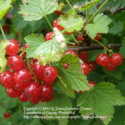 Red Currants. These Old-Time Shrub Fruits Are Easy To Grow