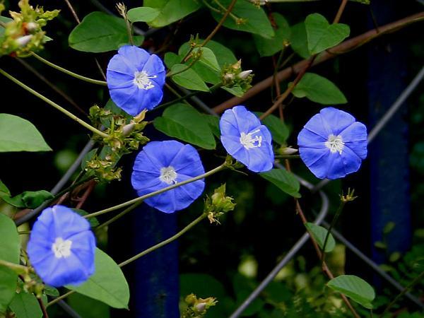Photo of Skyblue Cluster Vine (Jacquemontia pentantha) uploaded by SongofJoy
