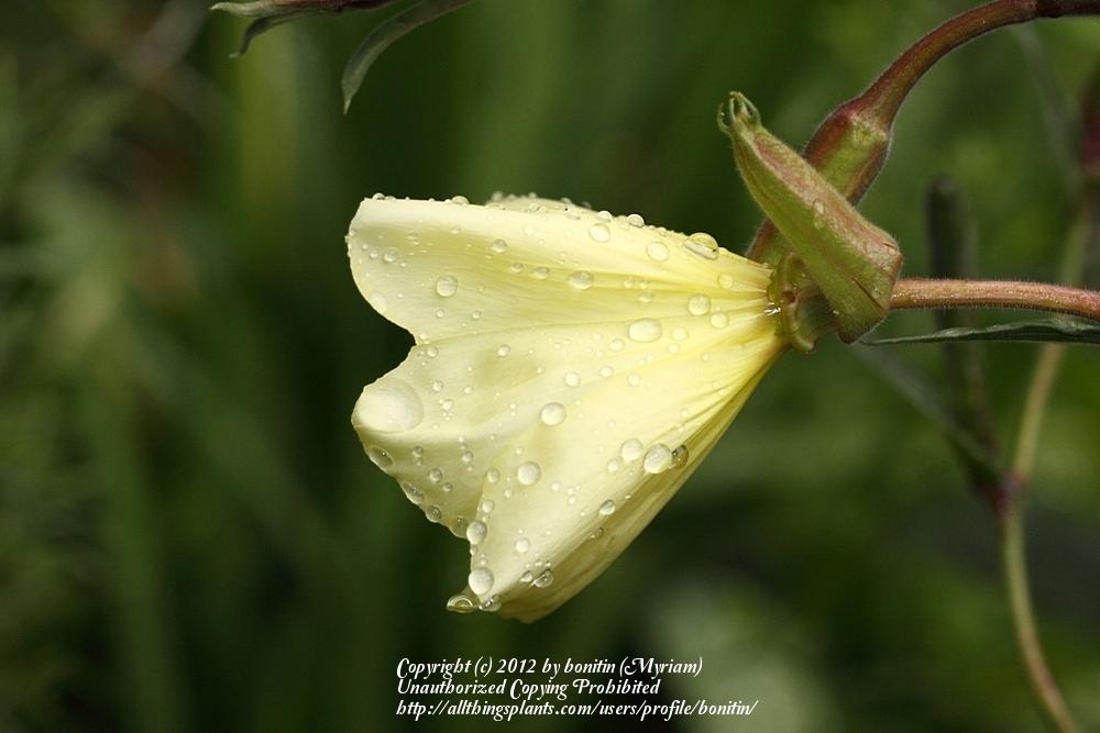 Photo of Fragrant Evening Primrose (Oenothera 'Apricot Delight') uploaded by bonitin
