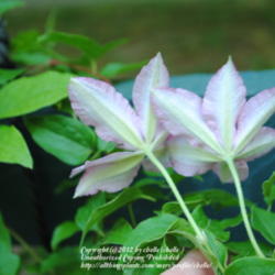 Location: My Northeastern Indiana Gardens - Zone 5b
Date: 2012-06-02
Bloom reverse