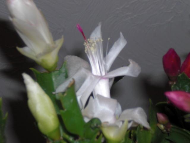 Photo of Thanksgiving Cactus (Schlumbergera truncata 'Youp') uploaded by Cahac