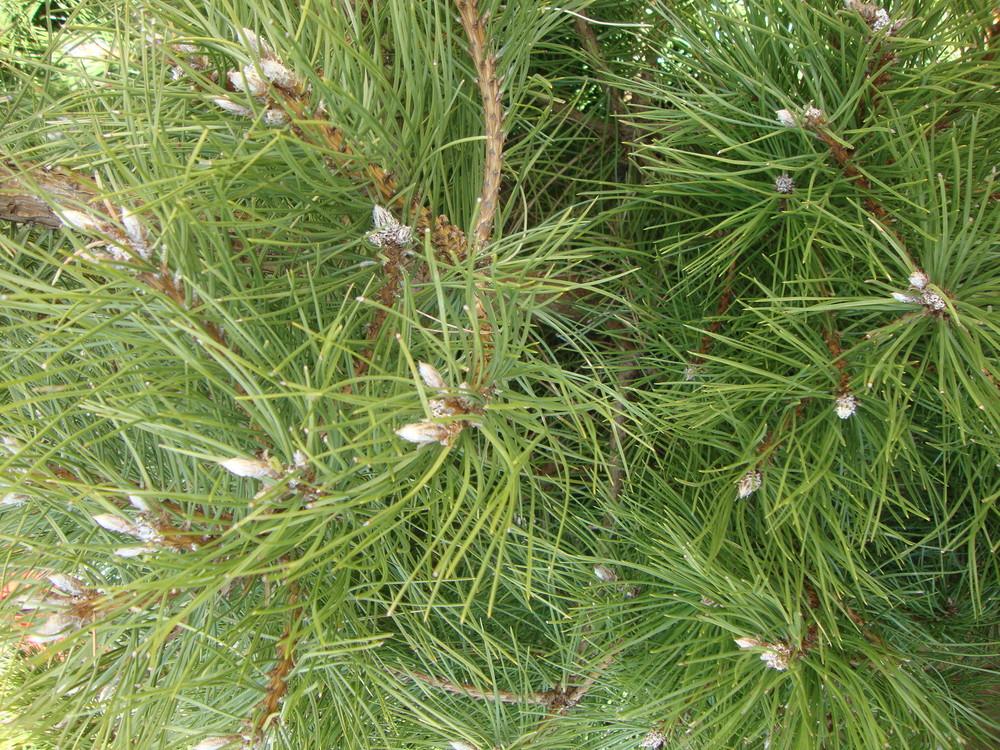 Photo of Austrian Pine (Pinus nigra) uploaded by Paul2032