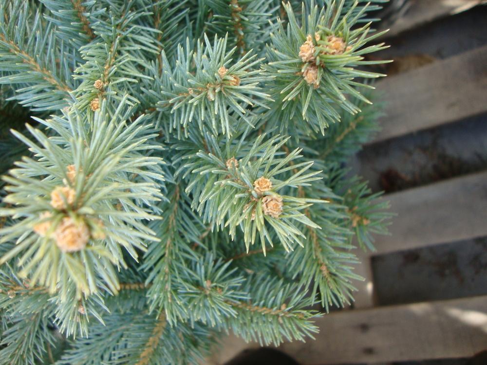 Photo of Blue Spruce (Picea pungens Baby Blue®) uploaded by Paul2032